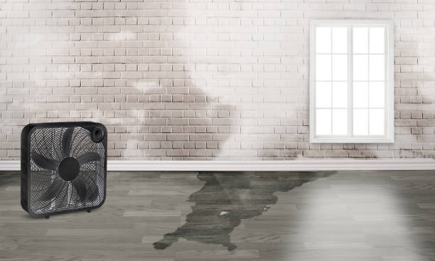 Best Water damage restoration near me  in Maineville, OH